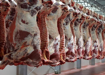 أسعار اللحوم الحمراء اليوم الثلاثاء