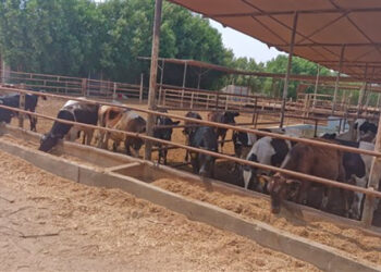 الزراعة تصدر أكثر من 1090 ترخيص تشغيل جديد لأنشطة ومشروعات الإنتاج الحيواني والداجني