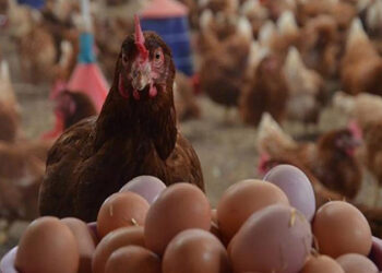 أسعار الدواجن والبيض في مصر اليوم الأحد