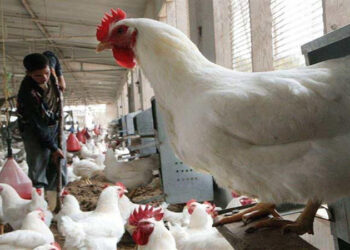 أسعار الدواجن والبيض في مصر اليوم الإثنين