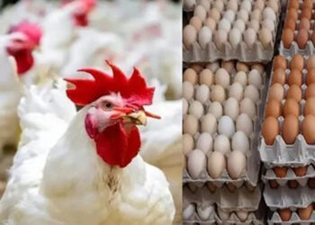 أسعار الدواجن والبيض في مصر اليوم الجمعة