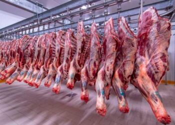 أسعار اللحوم الحمراء اليوم الخميس