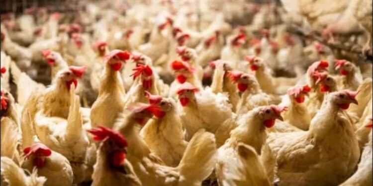 أسعار الدواجن والبيض في مصر اليوم الجمعة