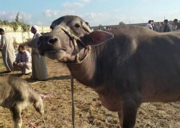 وزير الزراعة: لدينا برامج لدعم منظومة تربية الجاموس المصري  لتحسين إنتاجيته