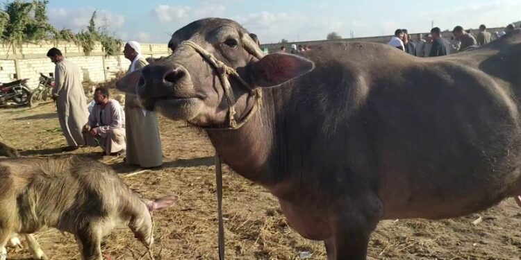 وزير الزراعة: لدينا برامج لدعم منظومة تربية الجاموس المصري  لتحسين إنتاجيته