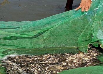 جهاز حماية وتنمية البحيرات والثروة السمكية يواصل تنفيذ خطة دعم وتنمية المخزون السمكي