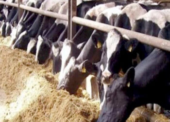 “الزراعة” تستعرض تقريرًا حول جهودها للنهوض بالثروة الحيوانية وتنميتها ودعم المربين