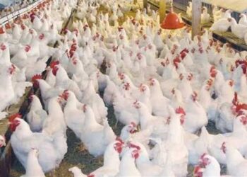 أسعار الدواجن والبيض في مصر اليوم الثلاثاء