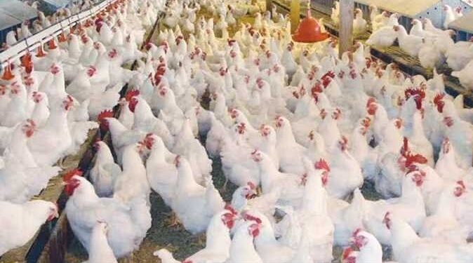 أسعار الدواجن والبيض في مصر اليوم الثلاثاء