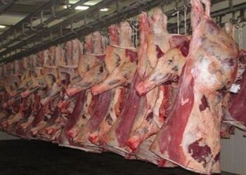 أسعار اللحوم الحمراء اليوم الخميس