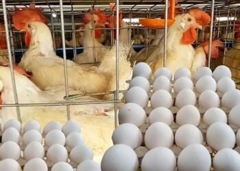 أسعار الدواجن والبيض في مصر اليوم الخميس