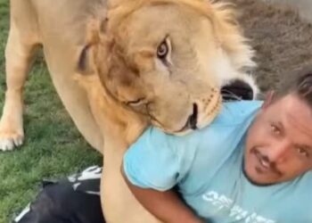 السلطات الليبية تلقي القبض على مواطن ليبي بتهمة ترويع عامل مصري باستخدام أسد