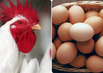 أسعار الدواجن والبيض في مصر اليوم الأحد