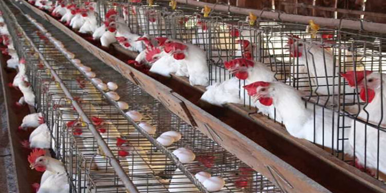 أسعار الدواجن والبيض في مصر اليوم السبت