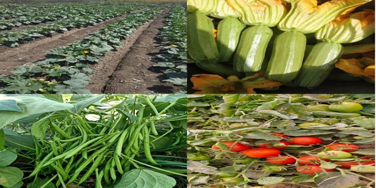 “البحوث الزراعية” يعلن  تسجيل هجن و أصناف محليه جديدة من الطماطم و الفاصوليا والكوسة