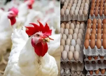 أسعار الدواجن والبيض في مصر اليوم السبت