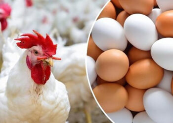 أسعار الدواجن والبيض في مصر اليوم السبت