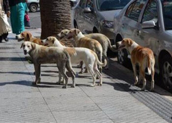 الزراعة: دعوات الامتناع عن إطعام الكلاب الضالة  سلوك مخالف للشرع والقانون