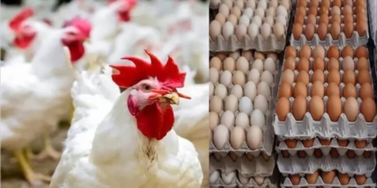أسعار الدواجن والبيض في مصر اليوم الثلاثاء