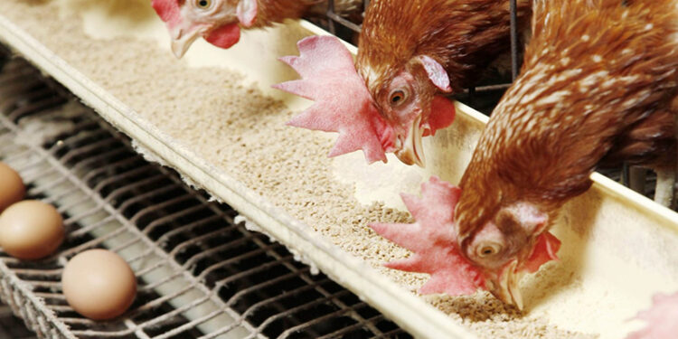 أسعار الدواجن والبيض في مصر اليوم الإثنين