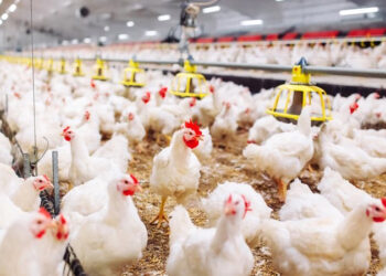 أسعار الدواجن والبيض في مصر اليوم الأحد