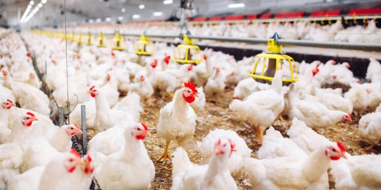 أسعار الدواجن والبيض في مصر اليوم الأحد