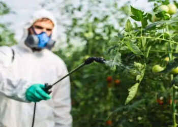 الزراعة تكشف حقيقة رش الطماطم بـ”الإيثريل”