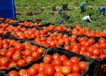 الكيلو بـ25 جنيهاً.. موعد انخفاض أسعار الطماطم بالأسواق