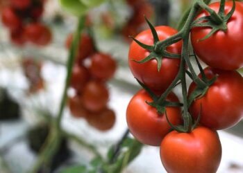 موعد انخفاض أسعار الطماطم