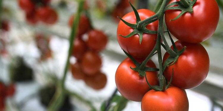 موعد انخفاض أسعار الطماطم