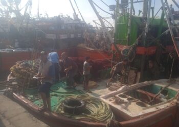 بعد توقف ٤ أشهر… انطلاق موسم صيد الشانشولا ٢٠٢٥ في خليج السويس