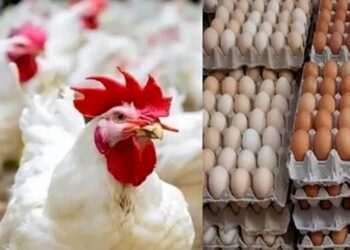 أسعار الدواجن والبيض في مصر اليوم الجمعة