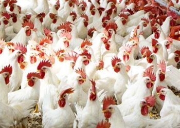 أسعار الدواجن والبيض في مصر اليوم الاربعاء