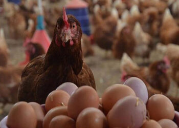 أسعار الدواجن والبيض في مصر اليوم الجمعة