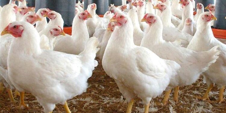 أسعار الدواجن والبيض في مصر اليوم الثلاثاء