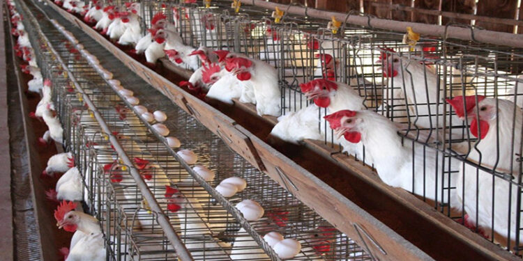 أسعار الدواجن والبيض في مصر اليوم الاربعاء