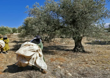 الاحتلال يمنع الفلسطينيين من قطف الزيتون في الضفة الغربية