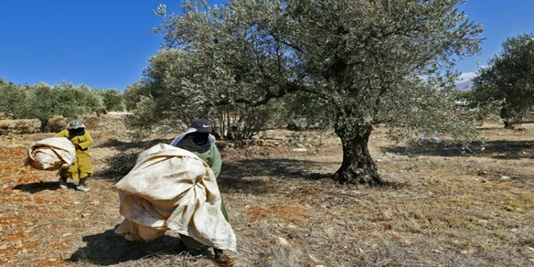 الاحتلال يمنع الفلسطينيين من قطف الزيتون في الضفة الغربية