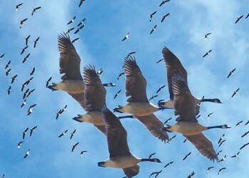 وزيرة التنمية تعلن إزالة 18 ألف متر من الشباك المخالفة لحماية الطيور المهاجرة