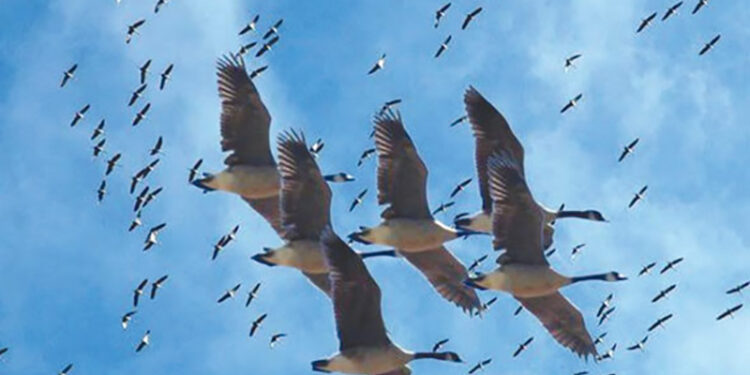 وزيرة التنمية تعلن إزالة 18 ألف متر من الشباك المخالفة لحماية الطيور المهاجرة