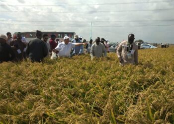 وفود منتدى الأرز الأفريقي تتفقد محطة سخا للاطلاع على أحدث تقنيات زراعة الأرز