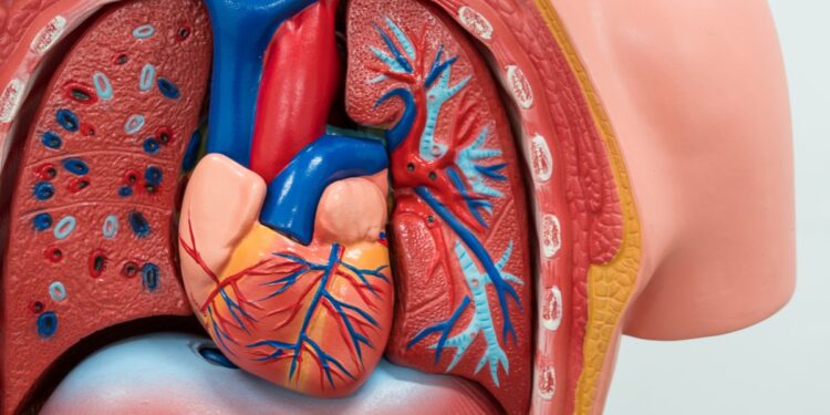 أسباب وأعراض ضعف عضلة القلب؟