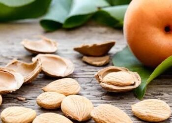تحذير صحي من تناول نوى المشمش.. بها مادة سامة تهدد الصحة