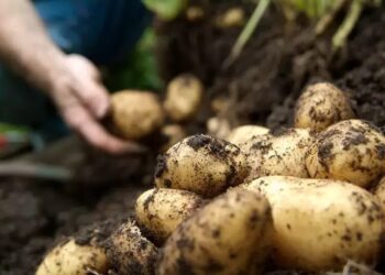 الزراعة تنتهي من فحص تقاوي البطاطس لـ “العروة الشتوية التصديرية” بالكامل.. بكمية تتجاوز 320 ألف طن
