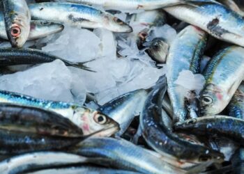 تنمية البحيرات يعلن إنزال 1.25 مليون زريعة بلطي نيلي و 400 ألف مبروك حشائش بنهر النيل بالمنيا ضمن خطة تنمية وادي النيل