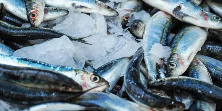 تنمية البحيرات يعلن إنزال 1.25 مليون زريعة بلطي نيلي و 400 ألف مبروك حشائش بنهر النيل بالمنيا ضمن خطة تنمية وادي النيل