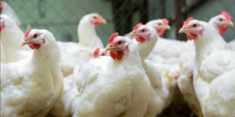 أسعار الدواجن والبيض في مصر اليوم الجمعة