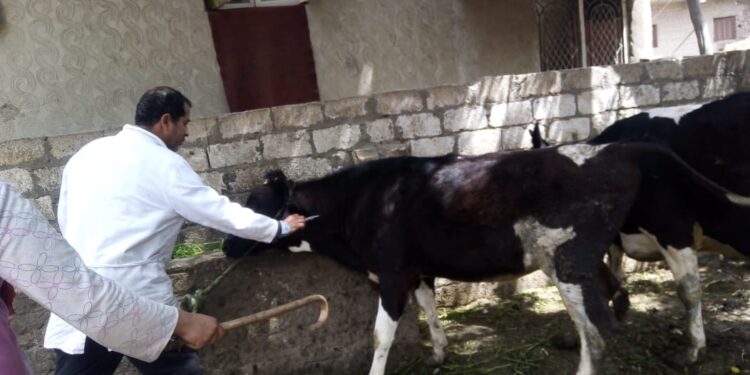 “الزراعة” تكثف جهود التقصي ومتابعة المزارع والأسواق وتواصل أعمال الحملة القومية لتحصين الماشية ضد الحمى القلاعية