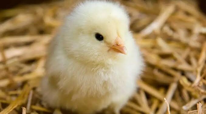 تذبذب أسعار الكتاكيت والدواجن في مصر اليوم الأحد 30 نوفمبر 2025