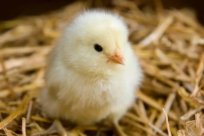 تذبذب أسعار الكتاكيت والدواجن في مصر اليوم الأحد 30 نوفمبر 2025